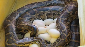 تصاویر | تخم‌گذاری یک مار پیتون برای اولین بار در قزوین