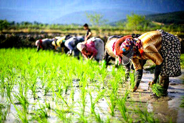 اشتغال شالیکاران در زیرآفتاب و باران در مازندران
