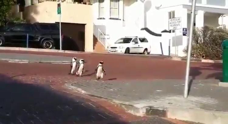 پنگوئن ها در شهر کیپ تاون