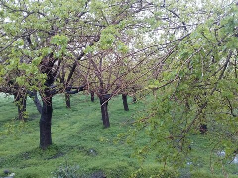 قصه‌های درختی