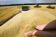 ۹۰۰ تن گندم و کُلزا از کشاورزان هرمزگان خریداری شد