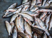 خشکسالی؛ ناجی صنعت پرورش ماهی کشور از ورشکستگی