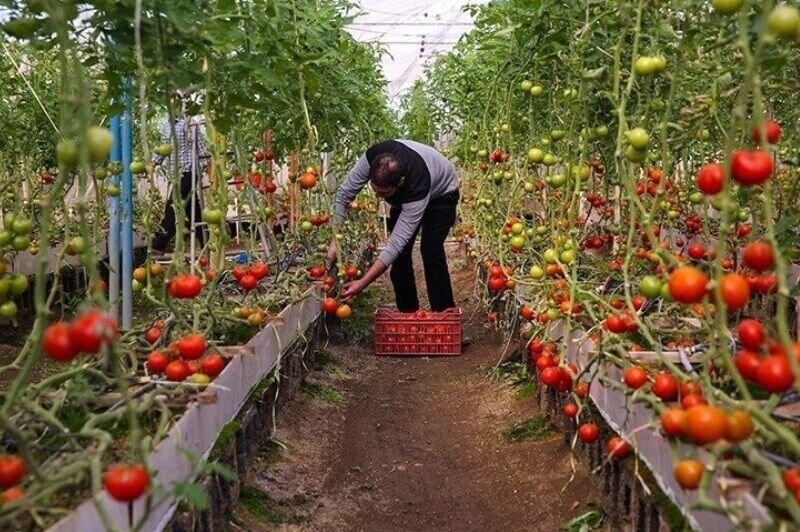 کشاورزی گلخانه ای