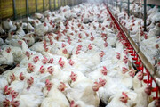 ماجرای جنجالی مرغ های ۹۰ روزه | یک دروغ شاخدار! | مرغ های چاق آنتی بیوتیکی هستند؟