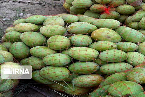 برداشت انبه