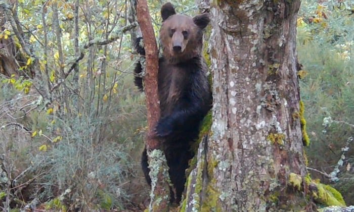 خرس قهوه‌ای در اسپانیا