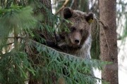 عکس | تلف شدن یک خرس دیگر این بار در آمل | علت مرگ این خرس قهوه‌ای چه بود؟