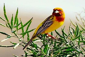 مشاهده یک گونه پرنده نادر در آران‌وبیدگل