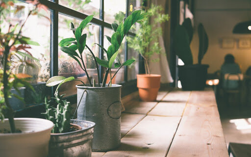داشتن این گیاه آپارتمانی به تسکین علائم سردرد کمک می‌کند