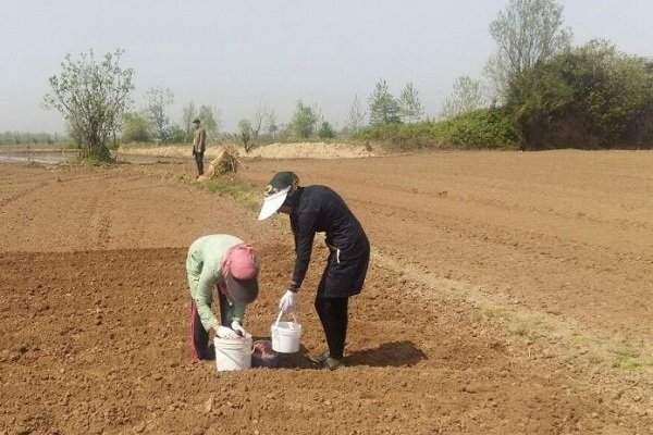 کاشت بادام زمینی