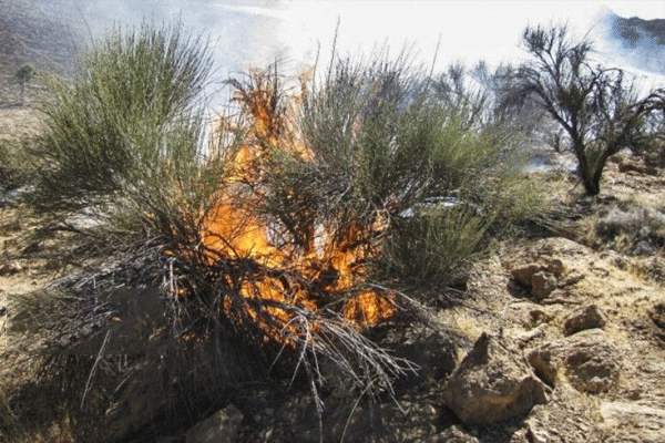 آتش در بادامستان‌های کهگیلویه