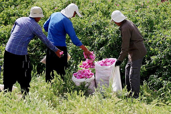 برداشت گل محمدی