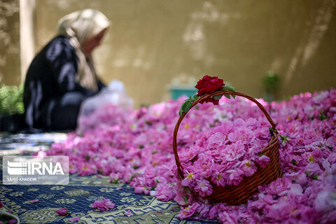 برداشت گل‌محمدی