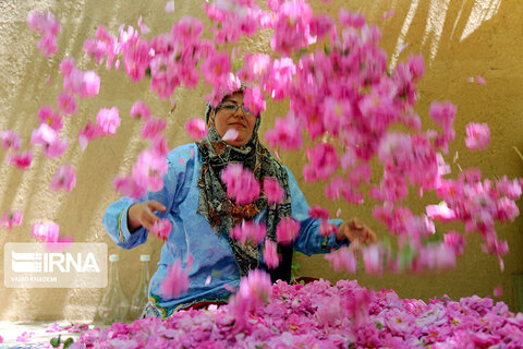 برداشت گل‌محمدی