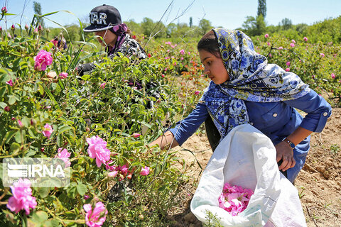 برداشت گل‌محمدی