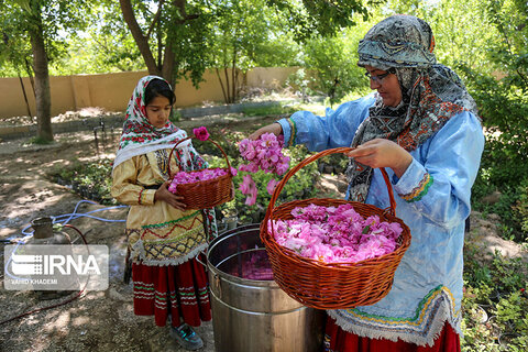 برداشت گل‌محمدی