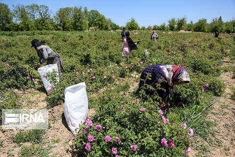 برداشت گل‌محمدی