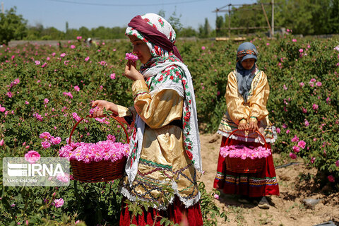 برداشت گل‌محمدی