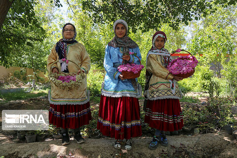 برداشت گل‌محمدی