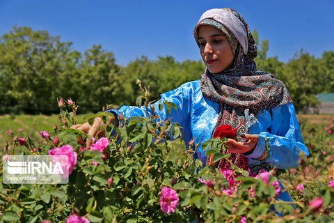 برداشت گل‌محمدی