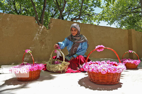 برداشت گل‌محمدی