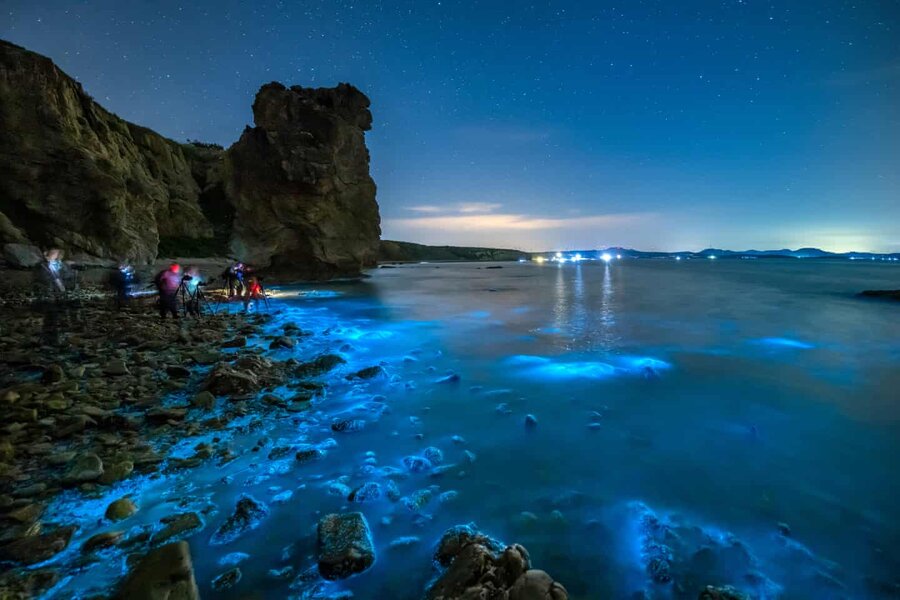 noctilucent algae