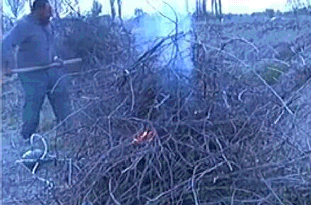 سوزاندن درختان