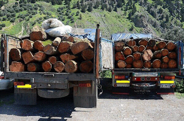 قاچاق چوب؛ زخم عمیق جنگل‌های شمال