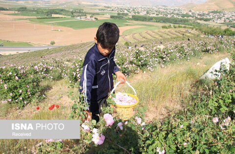 عطر گل‌ محمدی در بام ایران