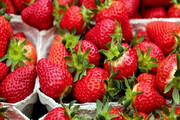 قیمت توت فرنگی رکورد زد | نایب رئیس اتحادیه باغداران تهران: این قیمت غیرمنطقی است