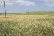 انتخاب قزوین به عنوان پایلوت طرح حسابرسی آب کشاورزی