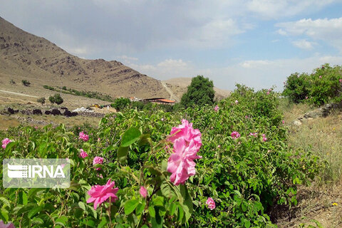 گلاب‌گیری کرونا