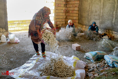 پرورش کرم ابریشم