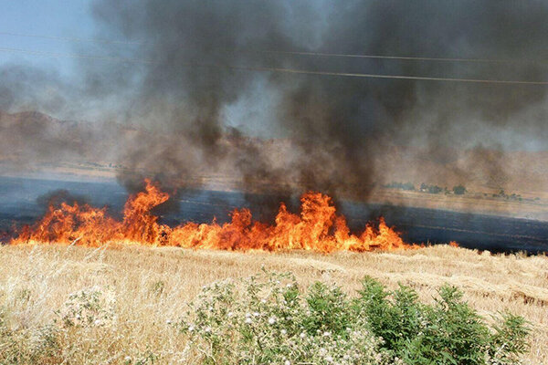 آتش‌سوزی در مزارع گندم