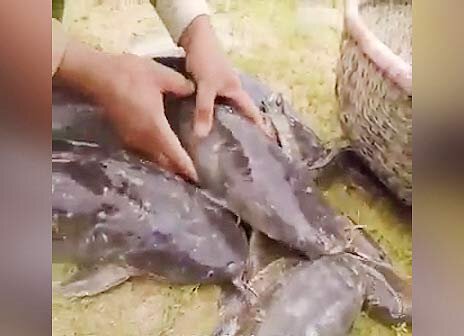 فیلم | عجیب‌ترین شیوه ماهیگیری با استفاده از نوشابه