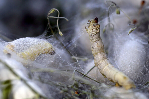 رازهای پنهان درون تارهای ابریشم؛ وقتی طبیعت به علم جان میدهد