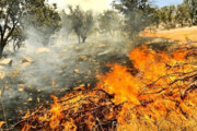 سوختن ۸۶۷ هکتار از جنگل‌های ایران در آتش تابستان | ۲ استان در صدر آتش‌سوزی جنگل‌ها