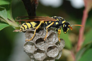شناسایی ۱۲ گونه جدید زنبور توسط محققان ایرانی