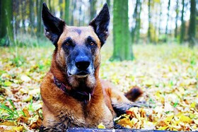 قدرت فوق‌العاده سگ‌ها برای تشخیص کووید-۱۹