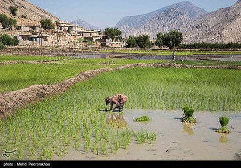 برنج‌کاری در  شهرستان ایذه