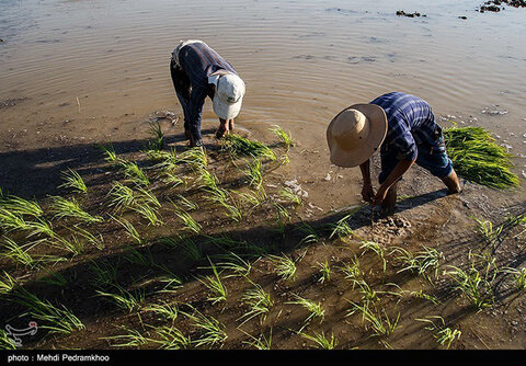برنج‌کاری در  شهرستان ایذه