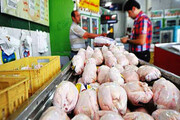 قیمت مرغ در مازندران افزایش یافت
