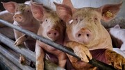 شناسایی ویروس جدید آنفلوآنزای خوکی در چین با توان «همه‌گیری جهانی»