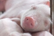 شناسایی ویروس جدید آنفلوآنزای خوکی در چین که می‌تواند پاندمی ایجاد کند