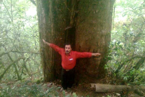بزرگترین درخت سرخدار