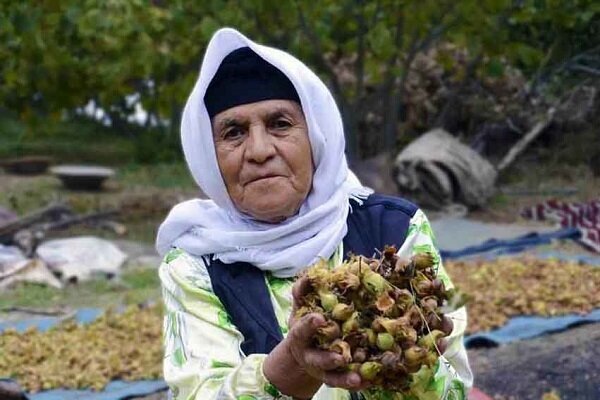 برداشت فندق