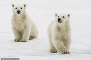 تصاویر | ذوق‌زدگی بچه‌خرس قطبی با دیدن کاوشگران بعد از قرنطینه