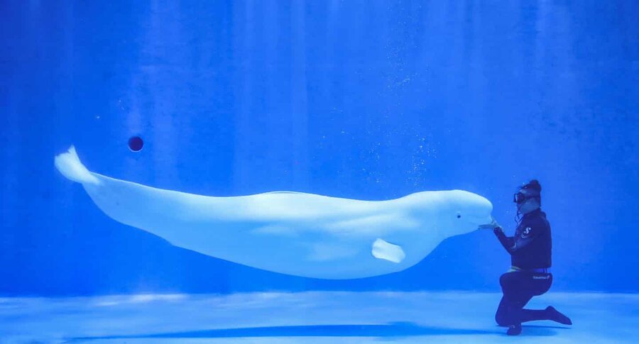 beluga whale