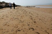 آلودگی ساحل گناوه به لکه‌های نفتی