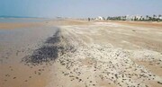 آلودگی ساحل بندر گناوه به لکه‌های نفتی